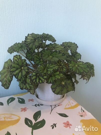 Бегония тигровая