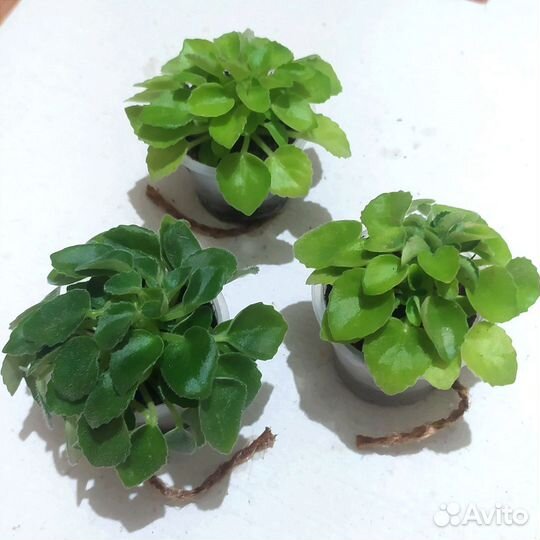 Фиалка трейлер мини сортовая