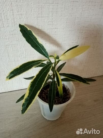 Олеандр вариегатный