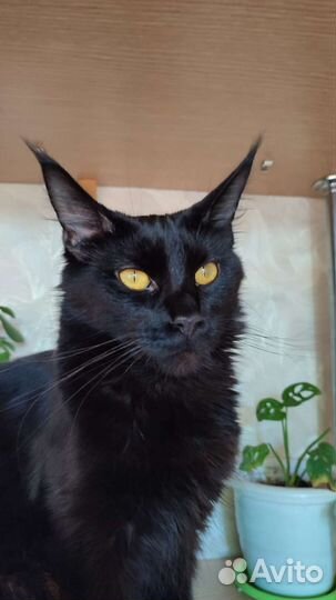 Котята мейн-кун