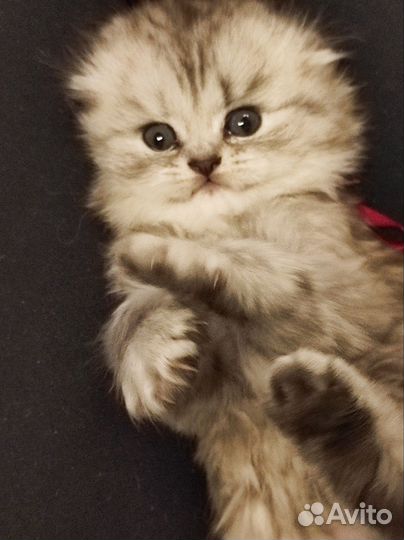 Шотландские вислоухие котята