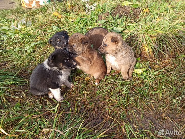 Щенки бесплатно