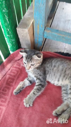 Отдам даром бесплатно