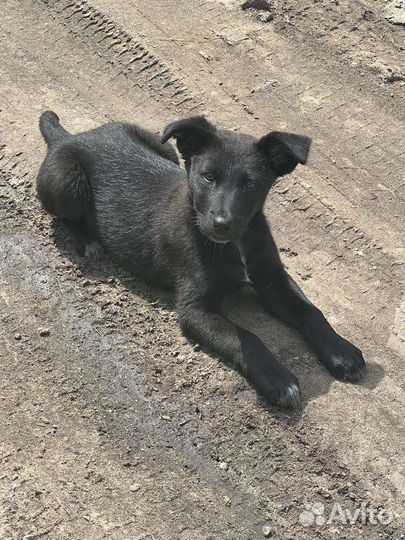 Щенок в добрые руки