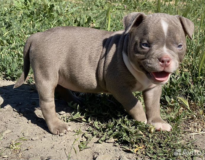 Щенки американского булли мини