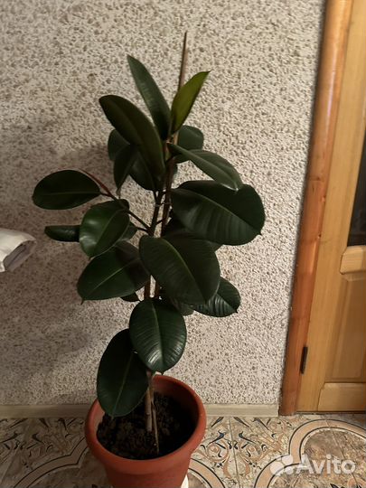 Домашние цветы