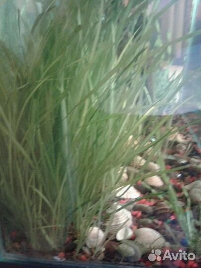 Растения для аквариума