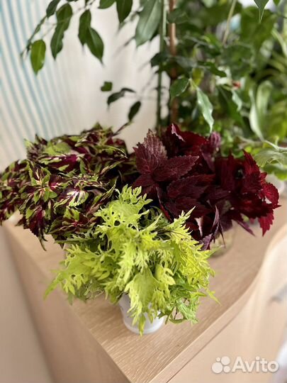 Колеусы сортовые