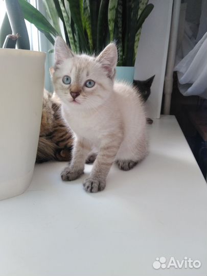 Котенок мальчик