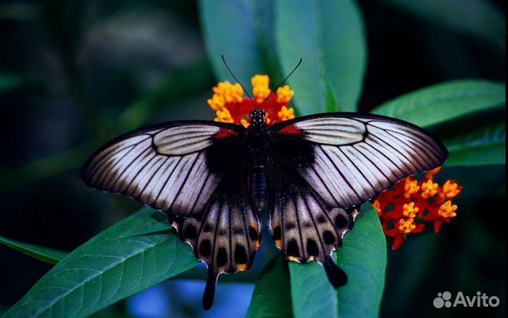 Детская Миниферма Тропических Бабочек ф/б-79