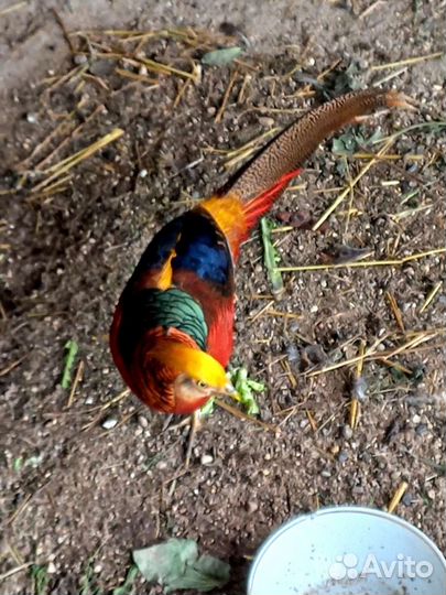 Золотой фазан