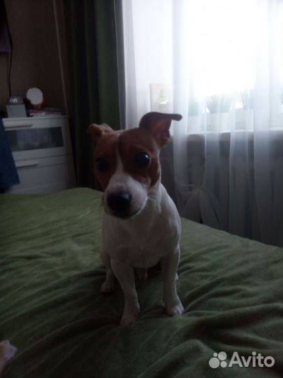 Вязка джек Рассел терьер