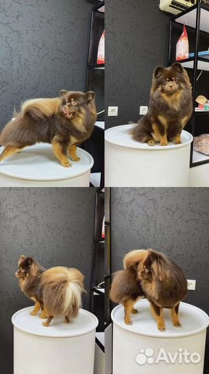 Груминг собак и кошек