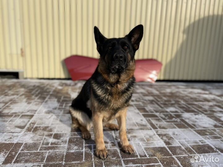 Крылья на Газель пластиковые цвет Фортуна рыжий