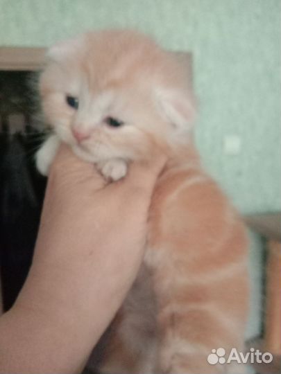 Шотландские котята