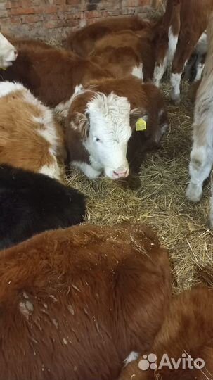 Бычки, телки