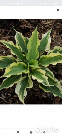 Саженцы хосты