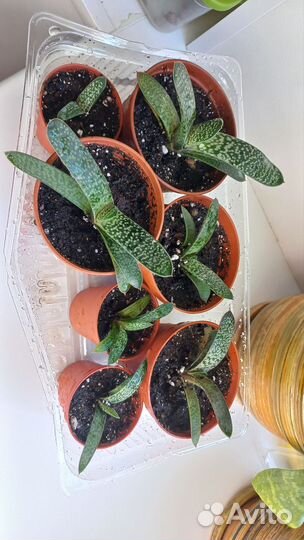 Комнатные цветы