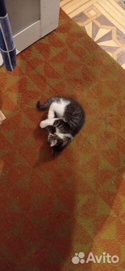 Котик