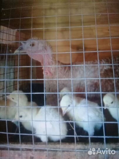 Индюшата,куры,инкуб яйцо