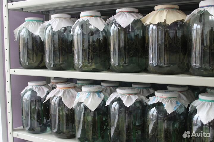 Пиявка лечебная