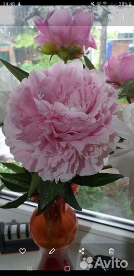 Саженцы пиона Сара Бернард