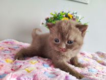 Британская кошка циннамон