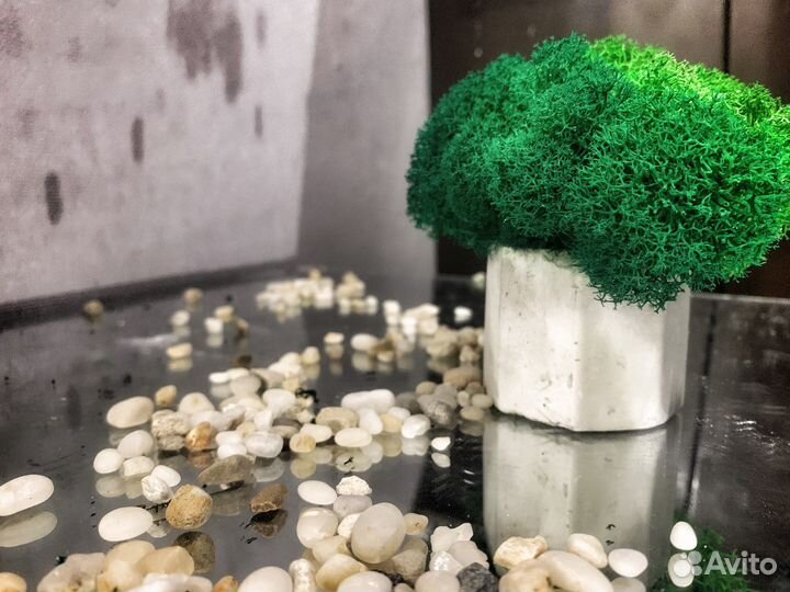 Кашпо со стабилизированным мхом