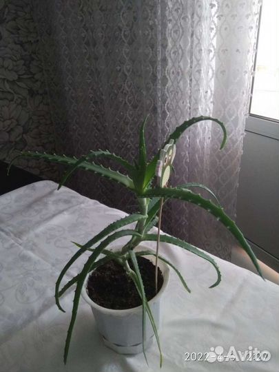 Алоэ для лечения
