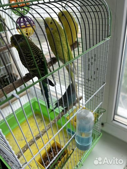 Попугай 4 штуки