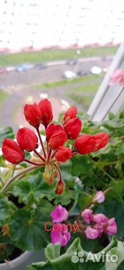 Пеларгонии