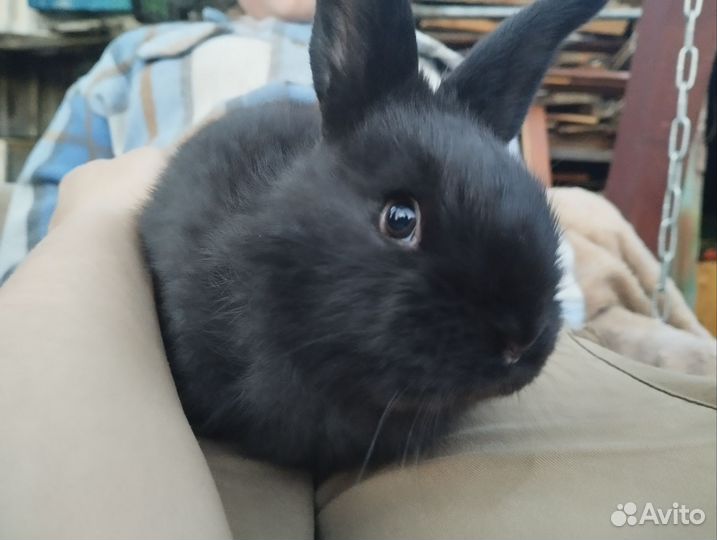 Крольчата мясные, для разведения