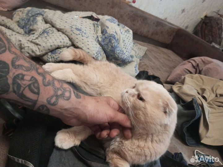Кошки в добрые руки бесплатно