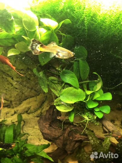 Нимфея, анубиас, криптокорина, валлиснерия