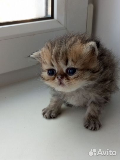 Персидские котята