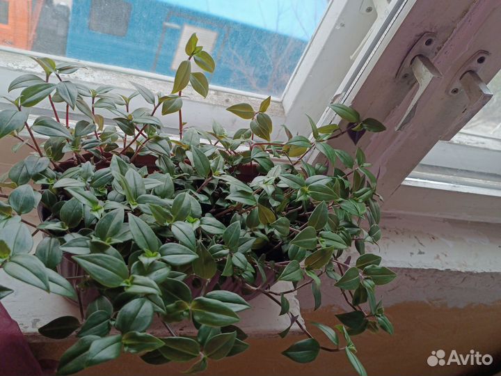 Традесканция зеленая