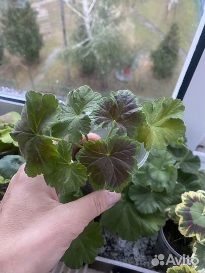 Укорененные черенки пестролистных пеларгоний