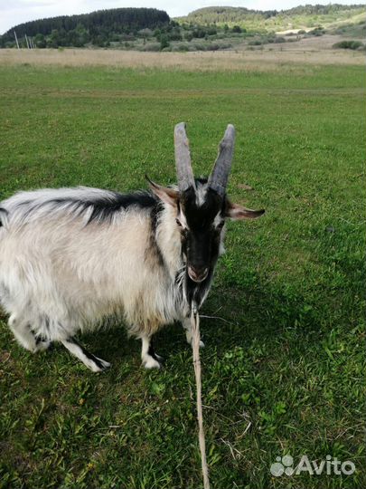 Вязка. Козлик Альпийко-Зааненская порода