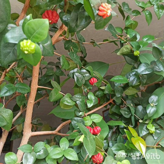 Комнатные растения