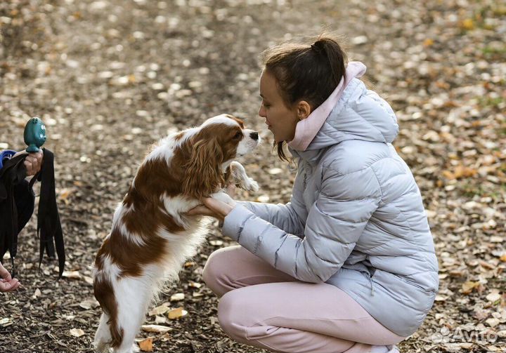 Домашняя передержка животных / собак и кошек