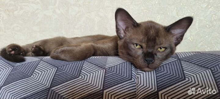 Бурма европейская