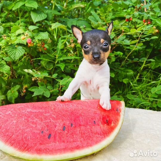 Той фокстерьер