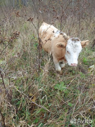 Корова с телятами