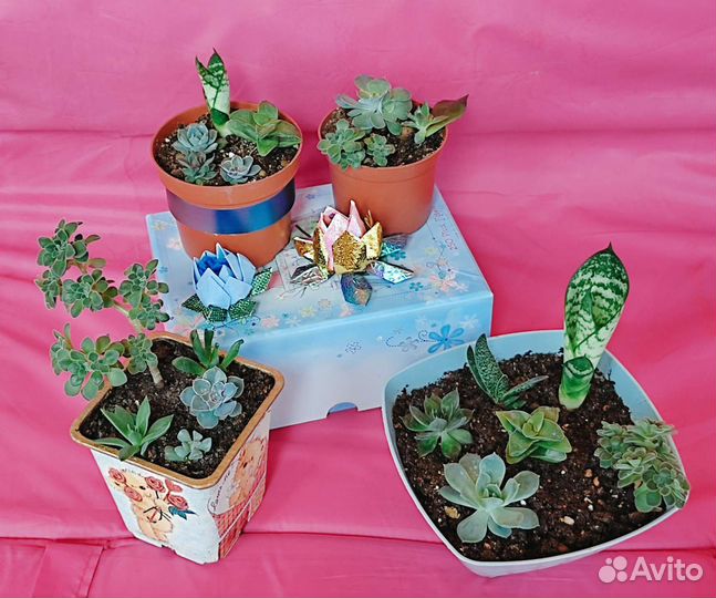 Суккулентный садик