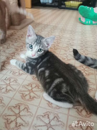 Серенький котёнок Лёлик