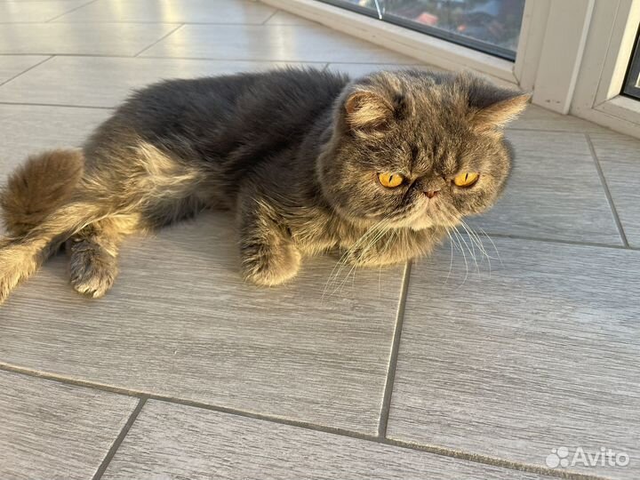 Экзотический кот