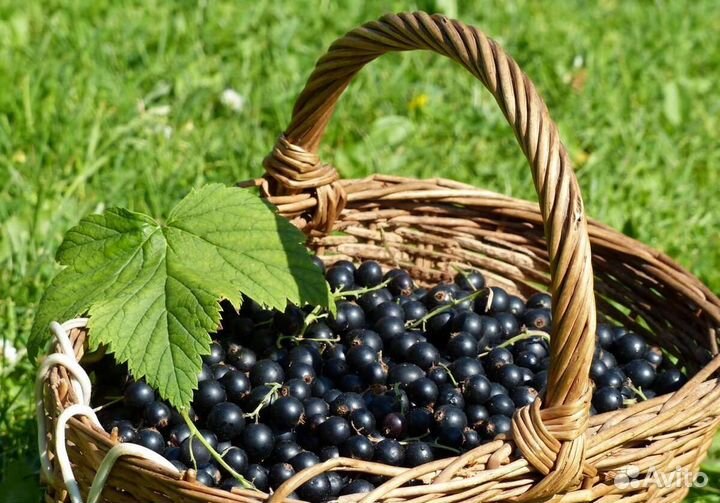 Смородина черная