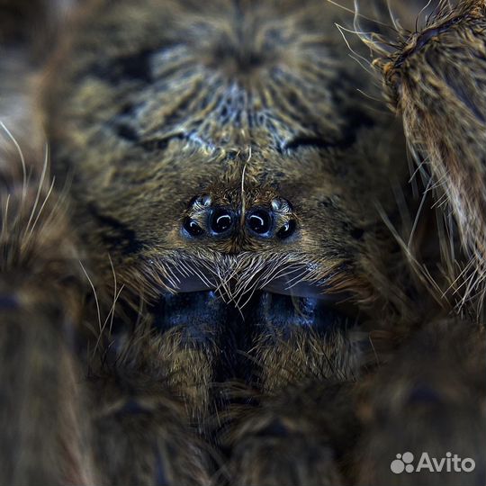 Кормовые насекомые