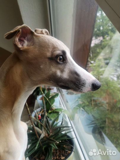 Собака для фотосессии или рекламы