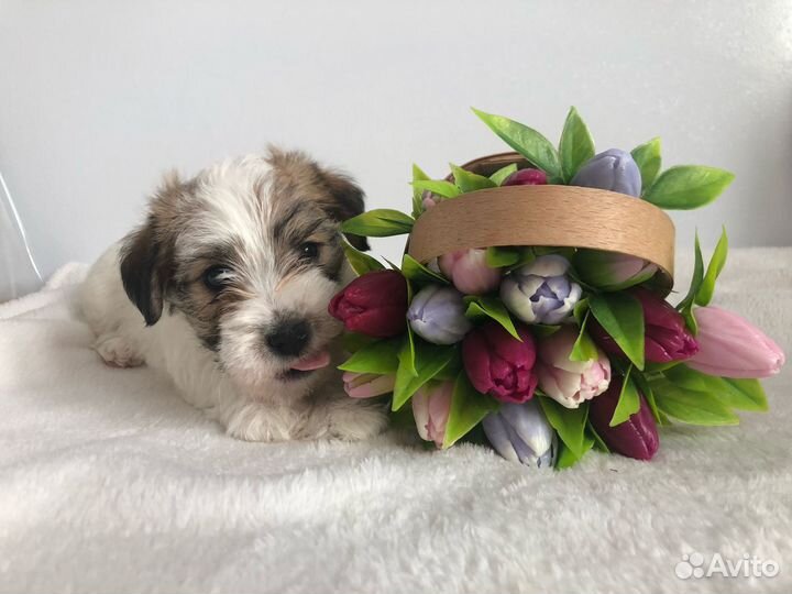 Щенки джек рассел терьер